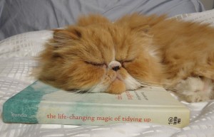  book and cat