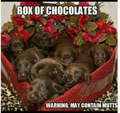  choc mutts