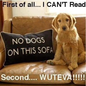 a dog cant read