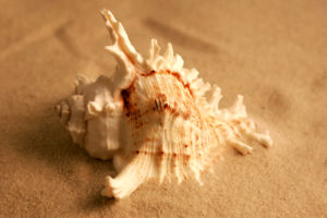 long walk shell